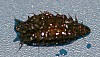 Water Scavenger Beetle Larvae.jpg